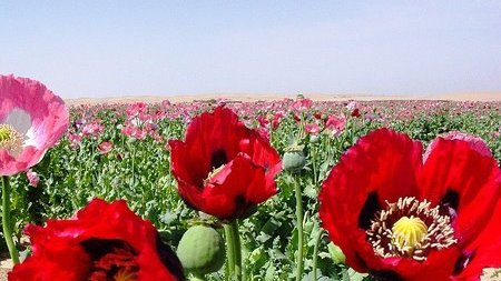 هلمند ركوردار توليد مواد مخدر درجهان