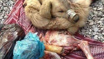 فروش گوشت سگ بجای گوشت گوسفند در هرات