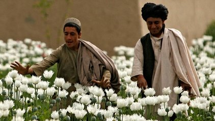جنگ تریاک در قبایل و انتحار از مقعد ابتکار تازه آدمکشان طالب!