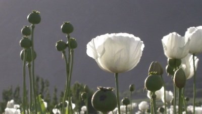A Real Solution to the World's Illegal Drug Markets