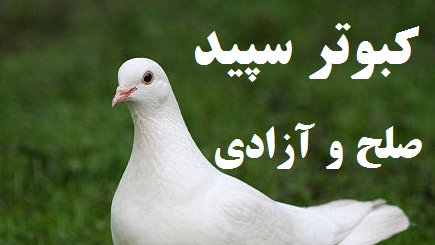 جدول مصارف داکتر رمضان بشردوست در طول کمپاین