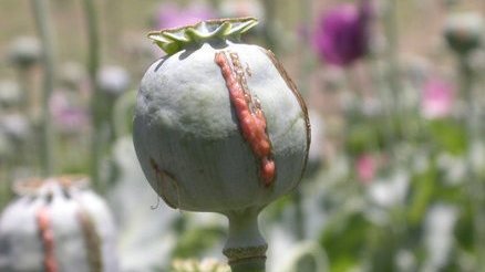 نبرد هژمونيكی قدرت ها