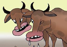 میرویس کدام اش است؟