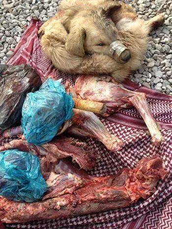 فروش گوشت سگ بجای گوشت گوسفند در هرات