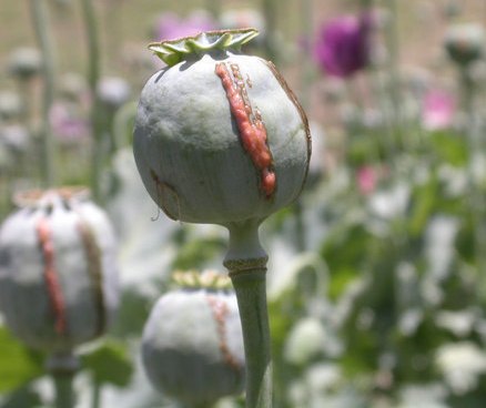 نبرد هژمونيكی قدرت ها