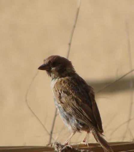 گنجشک دایکندی
