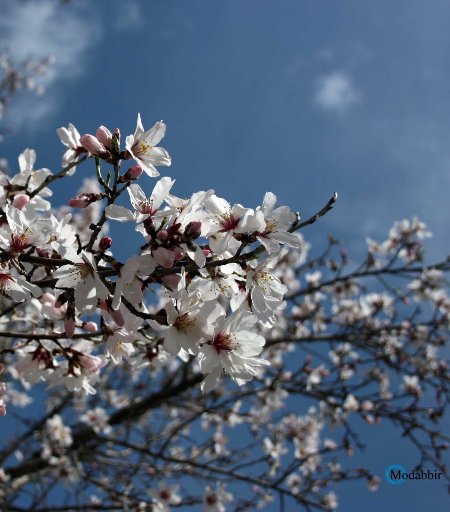 بهار دایکندی با گل های بادام آغاز شد!