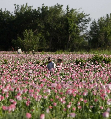 نبرد با طالبان یا همکاری با برادران قندهاری برای محافظت از مزارع کوکنار؟